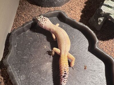 Leopard Geckos