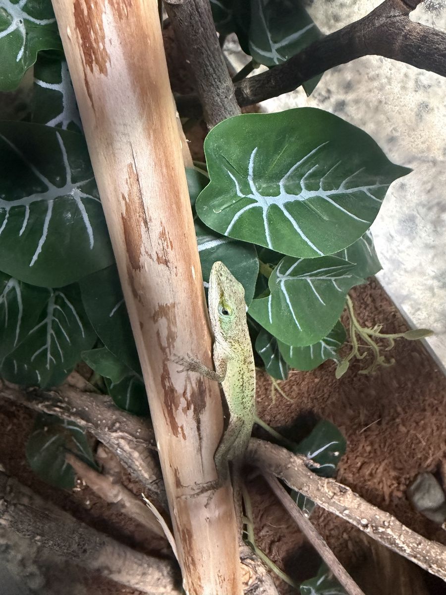 Green Anole Lizard- Pet Reptile Setup