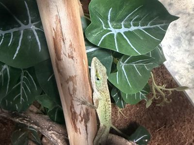 Green Anole Lizard- Pet Reptile Setup