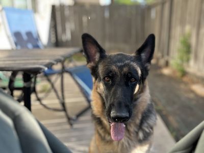 German shepherd and husky rehome