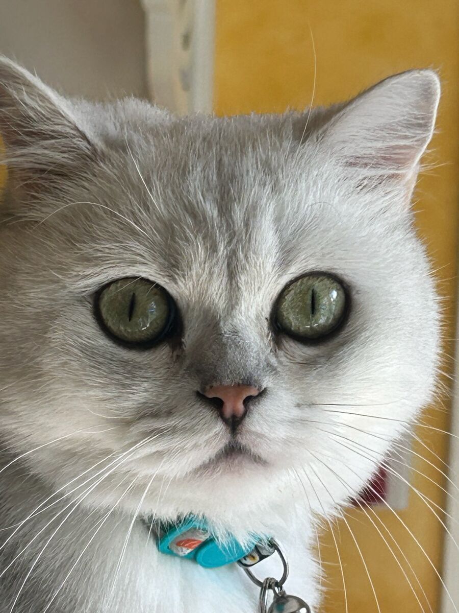 Mochi, Wide Eyed British Explorer Seeking His Next Adventure With You