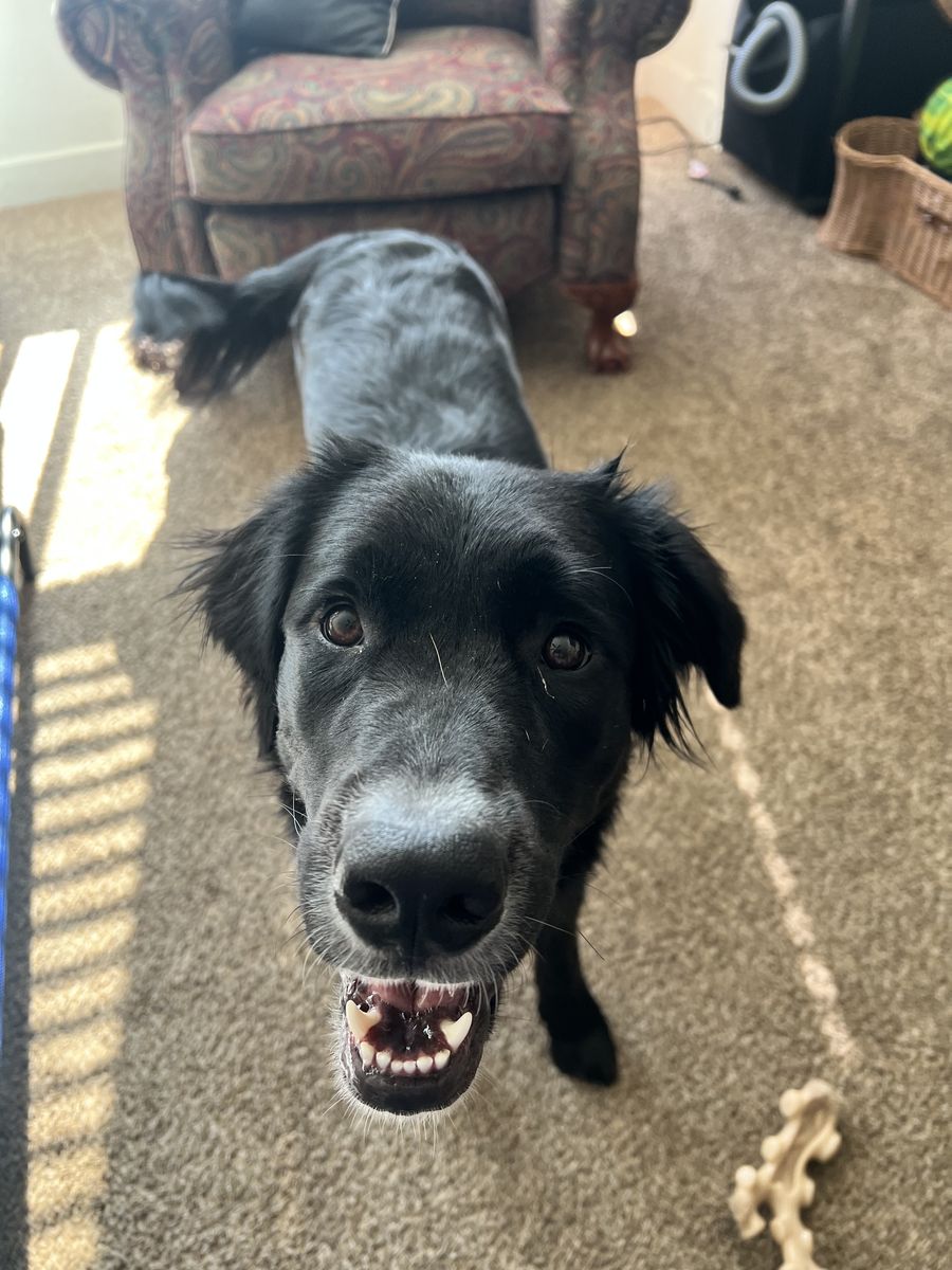 Rehoming two dogs