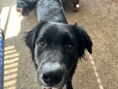 Rehoming two dogs