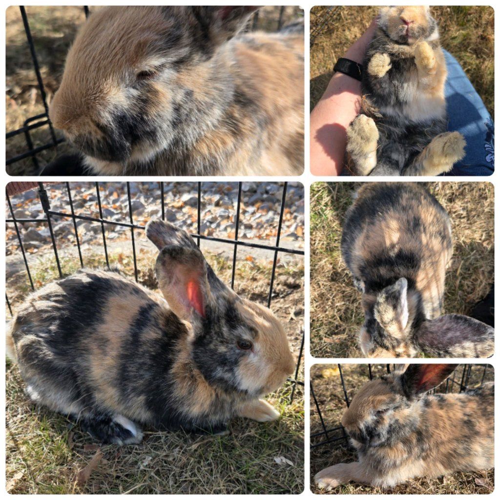 Japanese Harlequin Jr Bunny Rabbit