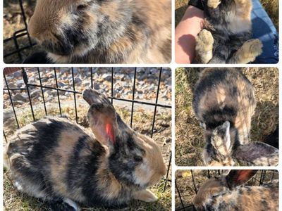 Japanese Harlequin Jr Bunny Rabbit