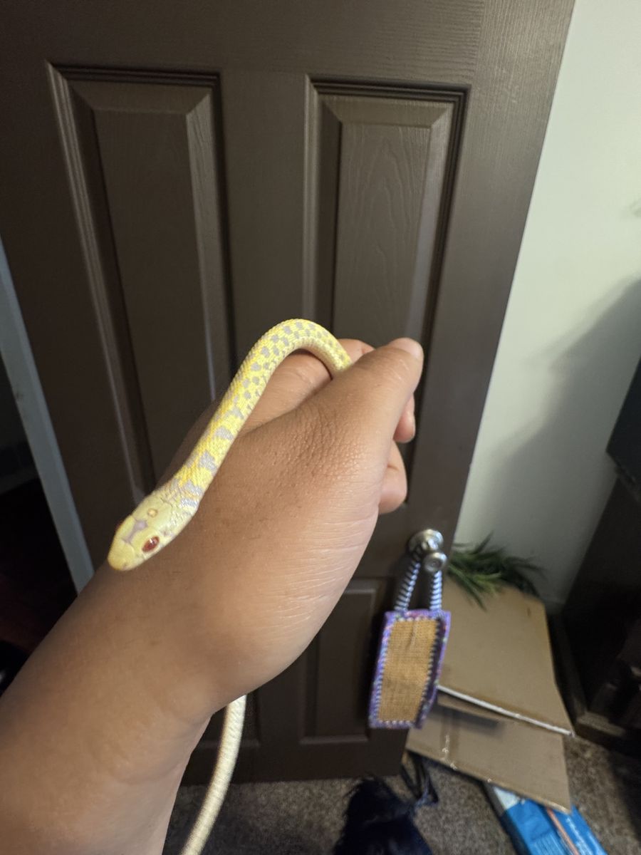 Alibino Checkered Garter snake