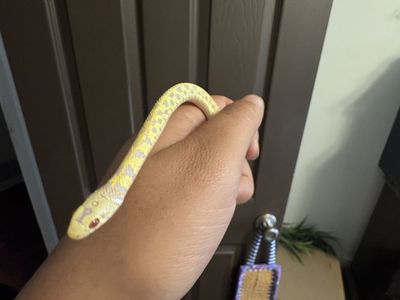 Alibino Checkered Garter snake