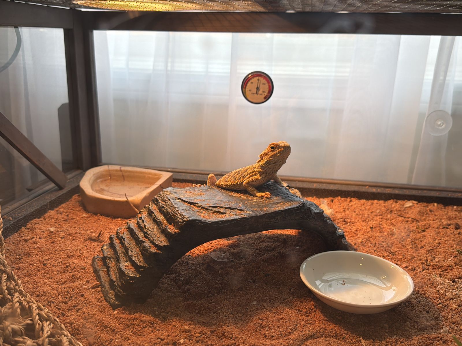 Bearded Dragon