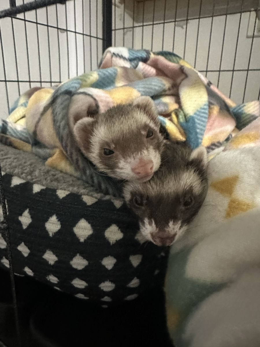 2 female ferrets with cage and supplies
