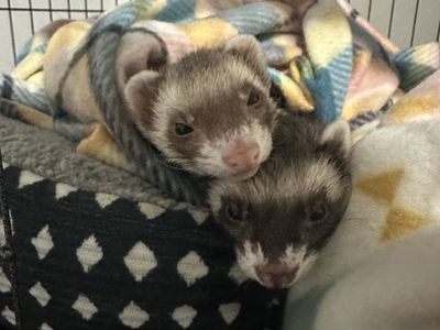 2 female ferrets with cage and supplies