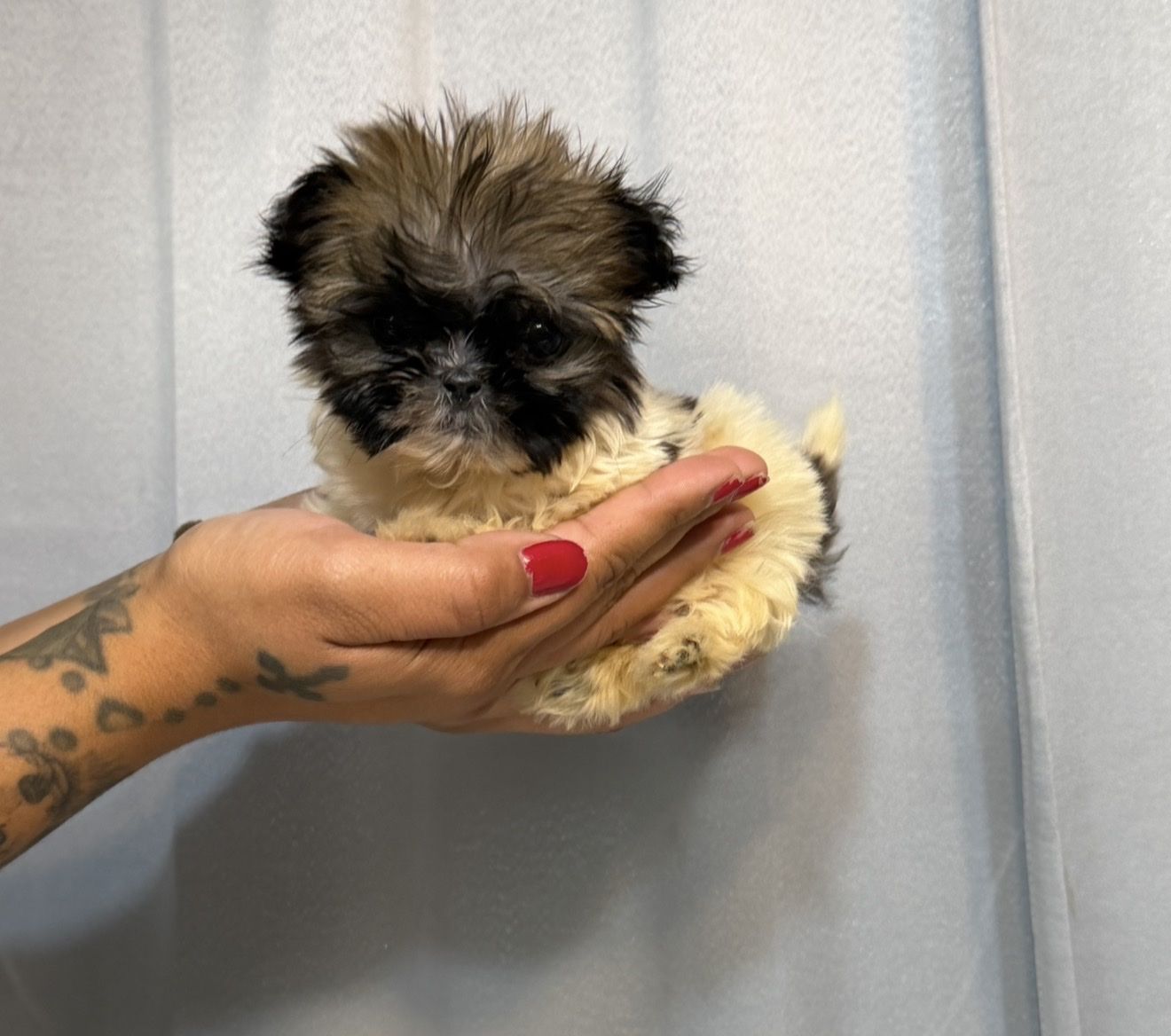 Shih Tzu Shitzu Shihtzu
