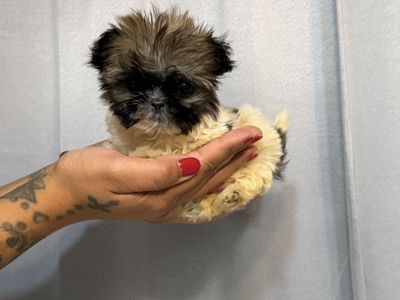 Shih Tzu Shitzu Shihtzu