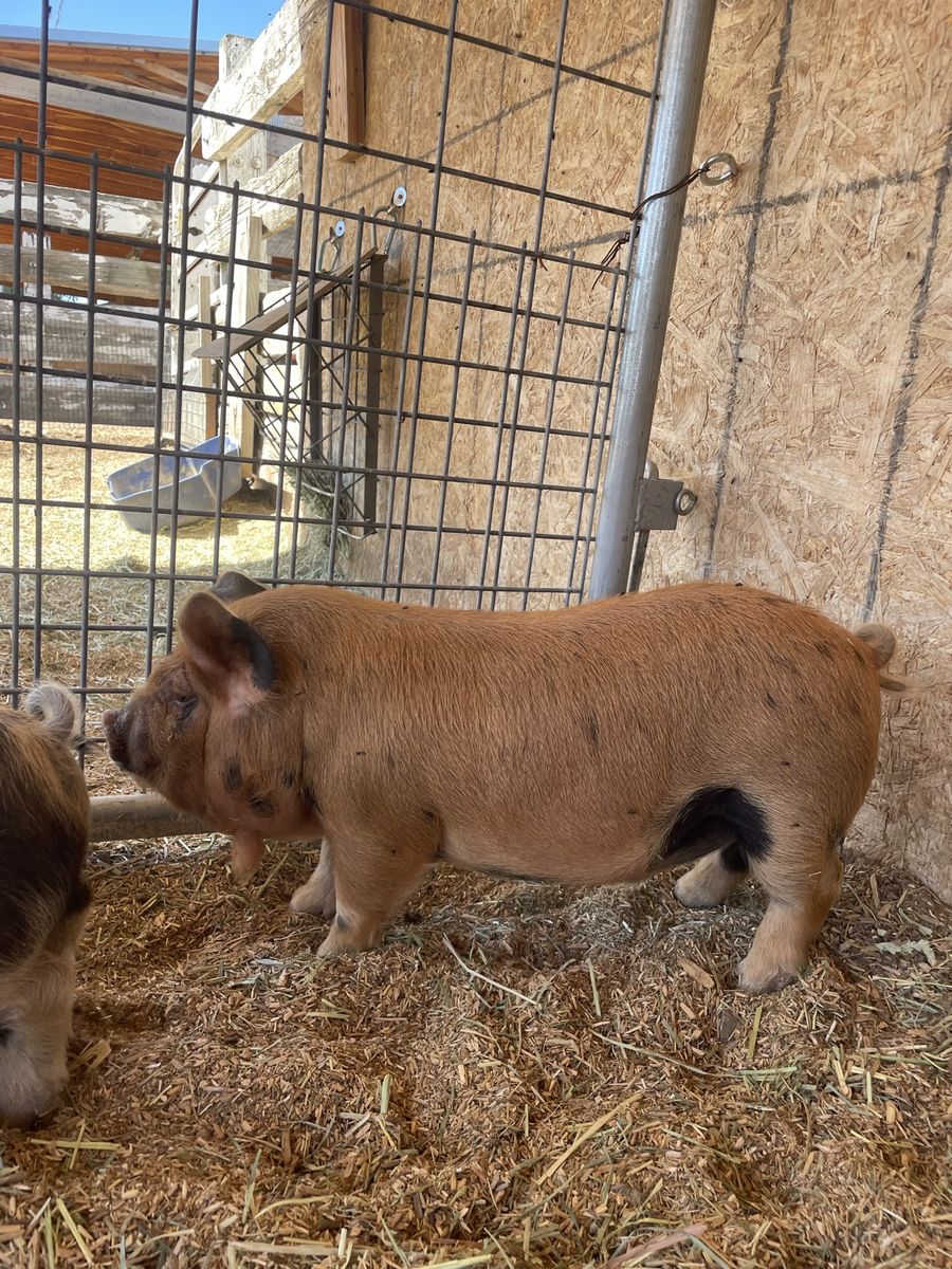 Kune Kune