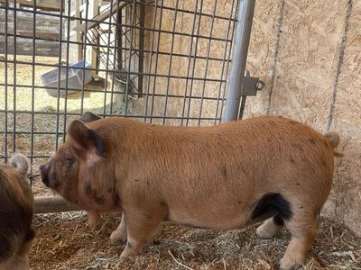 Kune Kune