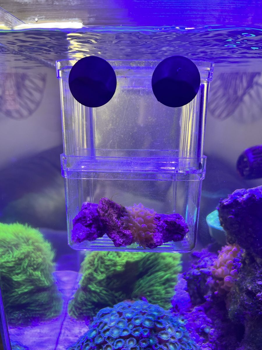 Bubble Tip Anemone