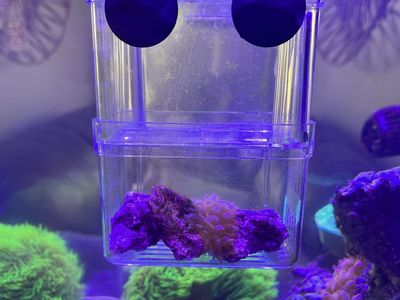 Bubble Tip Anemone