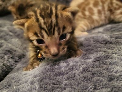 Easter Kittens Bengals TICA Registered Kittens
