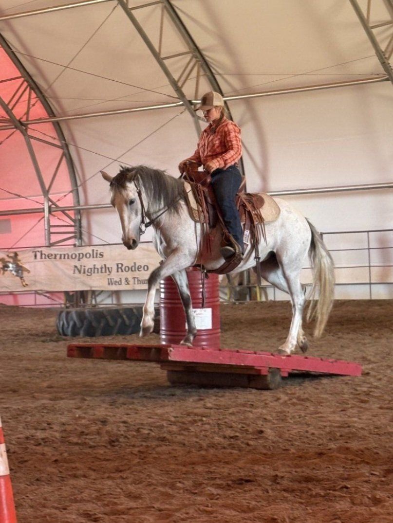 Coming four year old mare