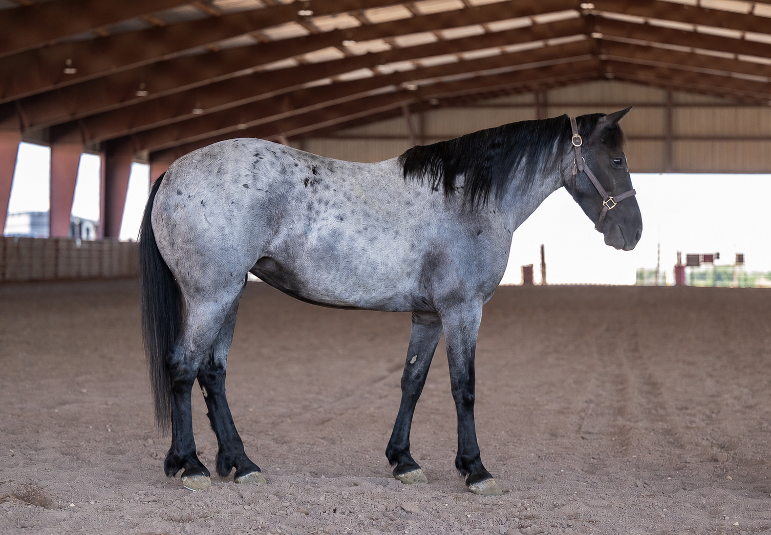 Bluey - Ranch Horse