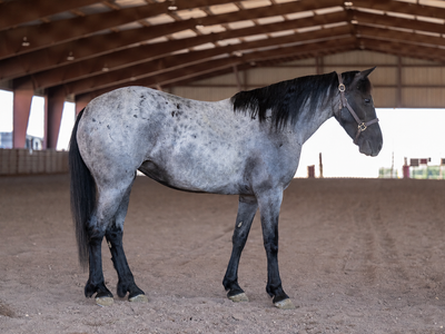 Bluey - Ranch Horse