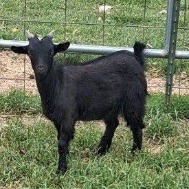 Fainting buckling goat
