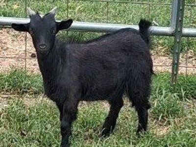 Fainting buckling goat