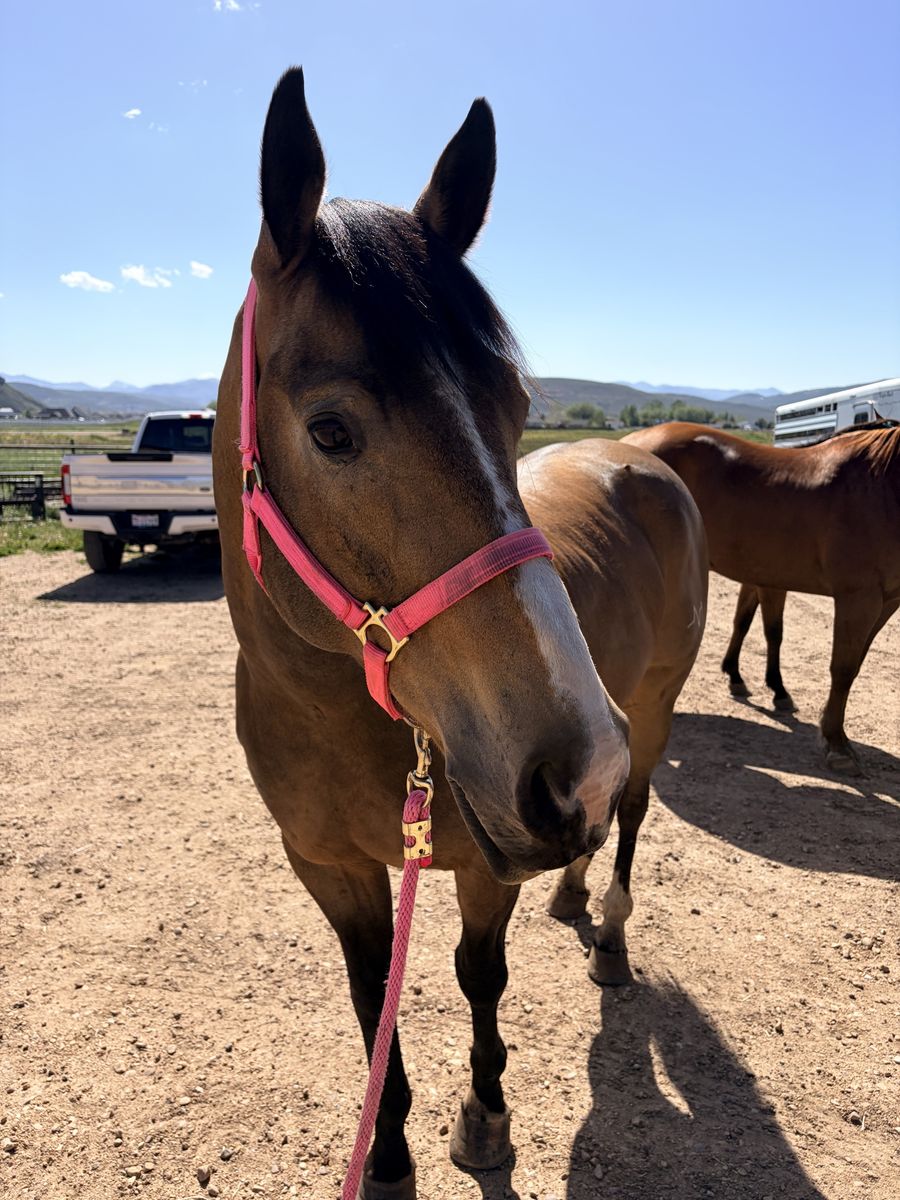 AQHA GELDING