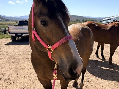 AQHA GELDING