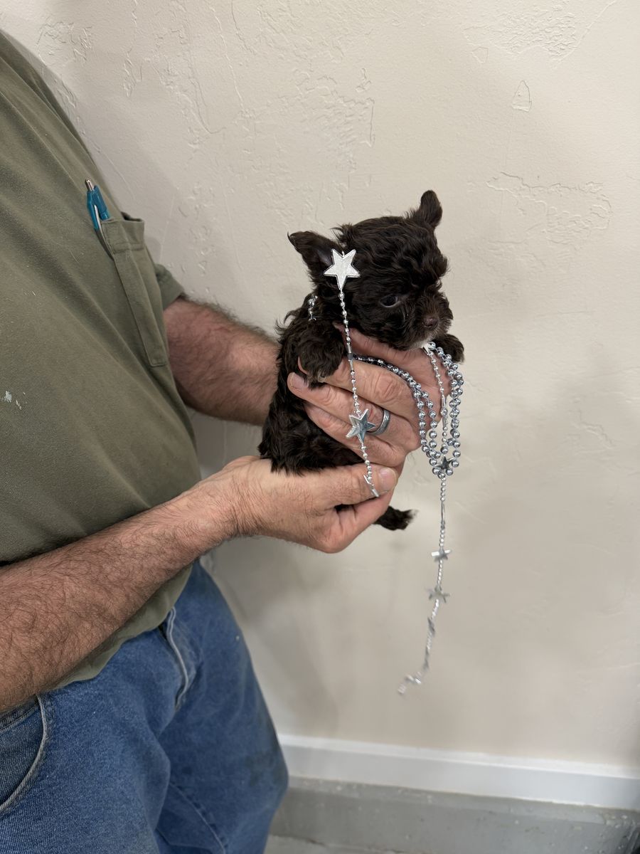 Yorkie-chocolate Boy