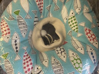 Cat Cone Soft Collar