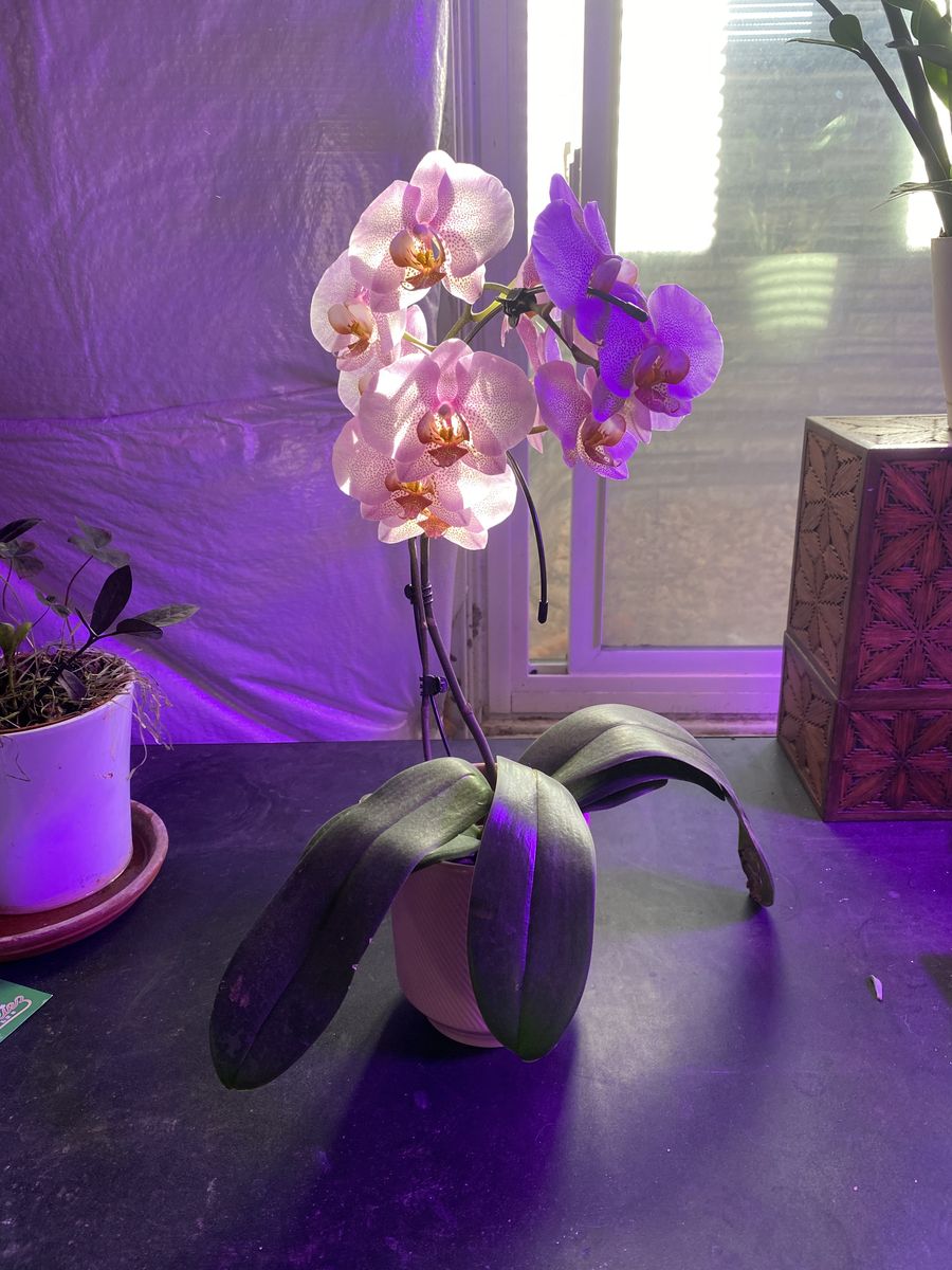 Very Healthy Pink Orchid With New Blooms