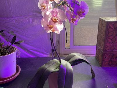 Very Healthy Pink Orchid With New Blooms