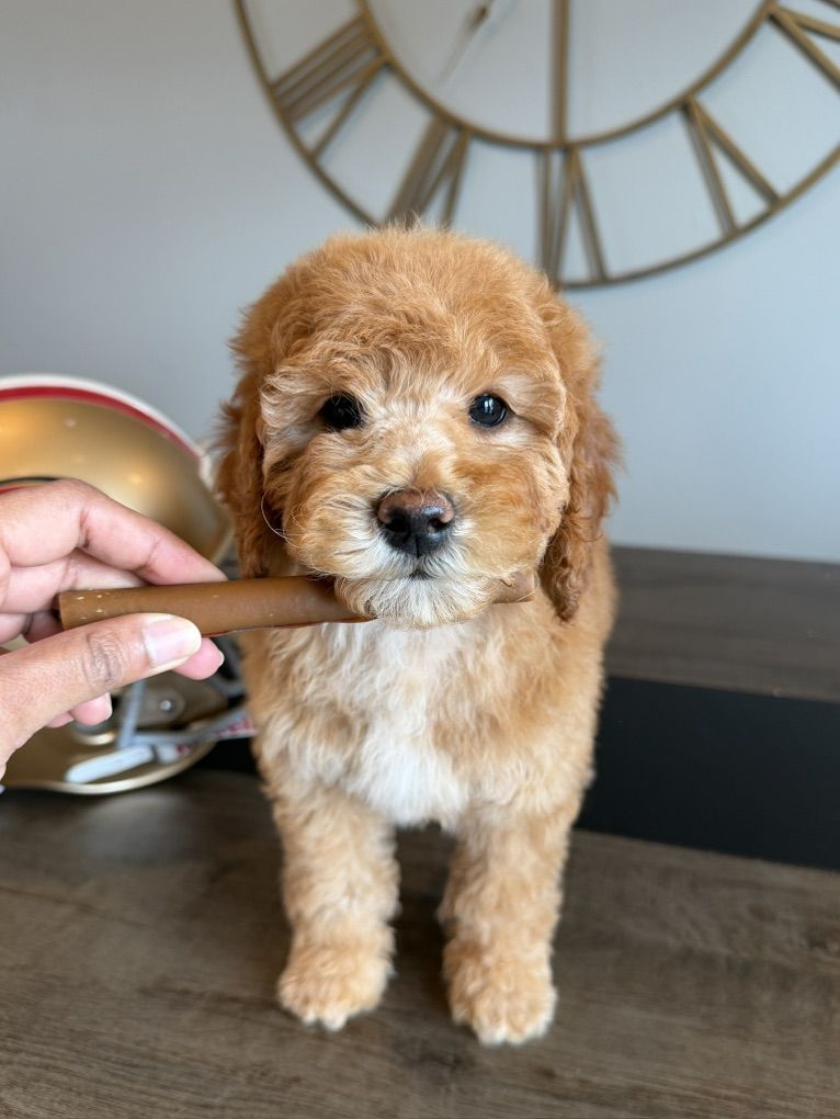 Trained Gentle Mini Goldendoodle Boy