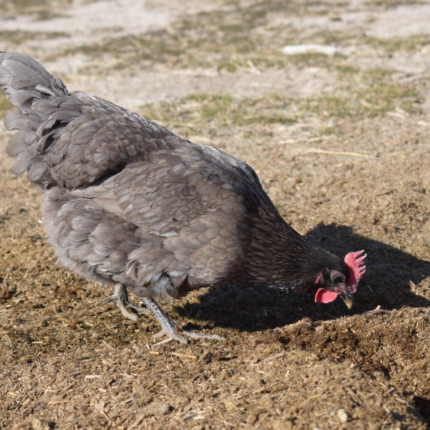 Silverudds Blue (Green Layer) Hen for Sale!