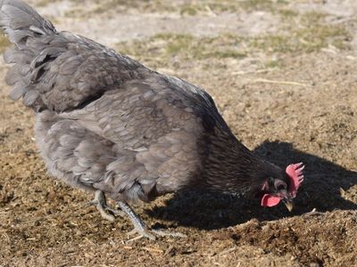 Silverudds Blue (Green Layer) Hen for Sale!