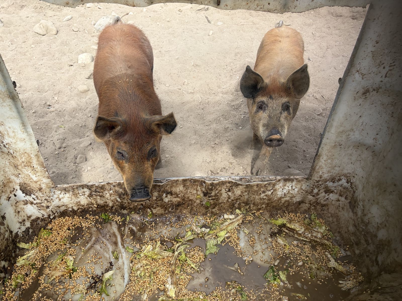 Pigs
