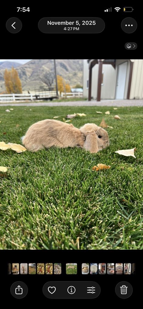 Holland Lop Rabbit comes With Hutch And SupplIes