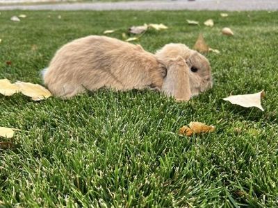 Holland Lop Rabbit comes With Hutch And SupplIes