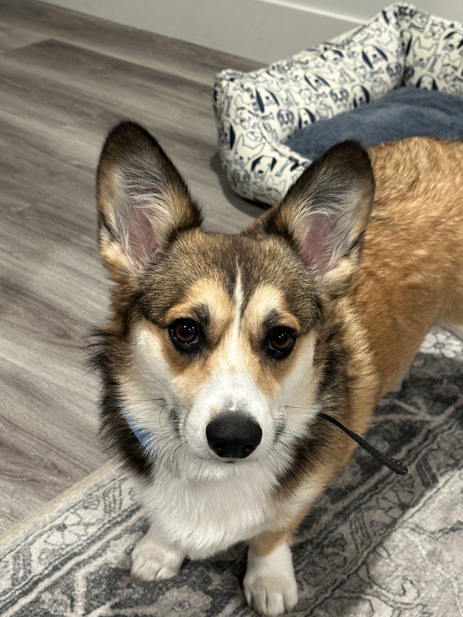 2yo Female Pembroke Welsh Corgi