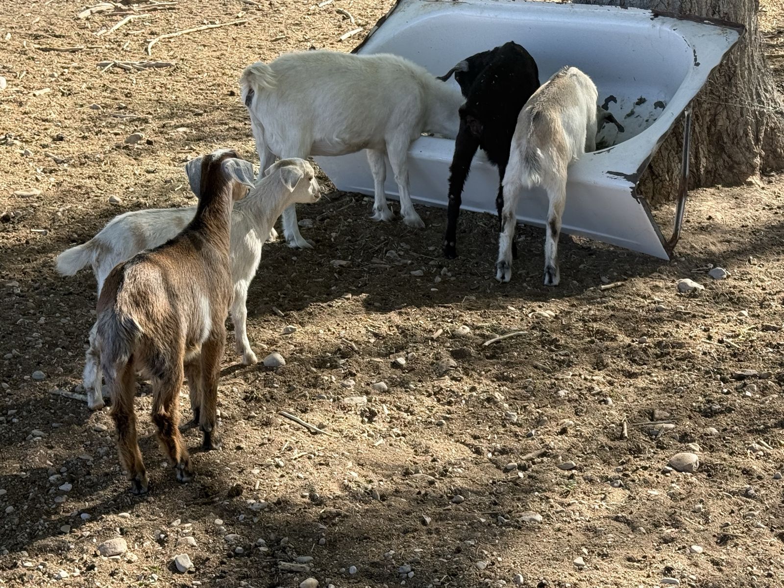 9 baby goats for sale