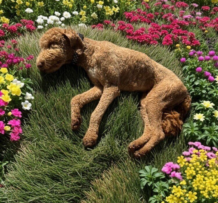 Teddy  – Tall, Curly, and Full of Love