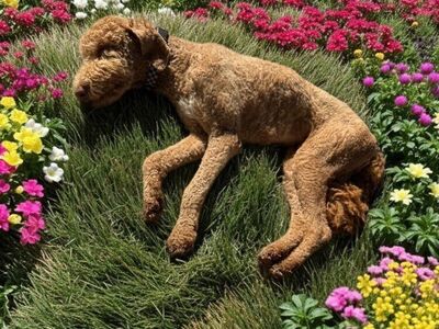 Teddy – Tall, Curly, and Full of Love