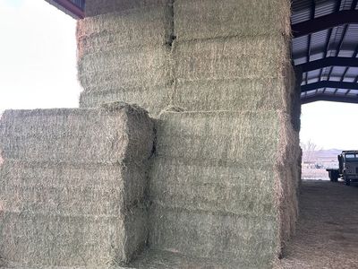 Alfalfa Hay In 3x4 Baled