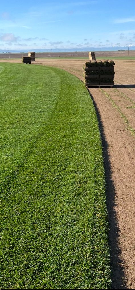 Premium Kentucky Bluegrass