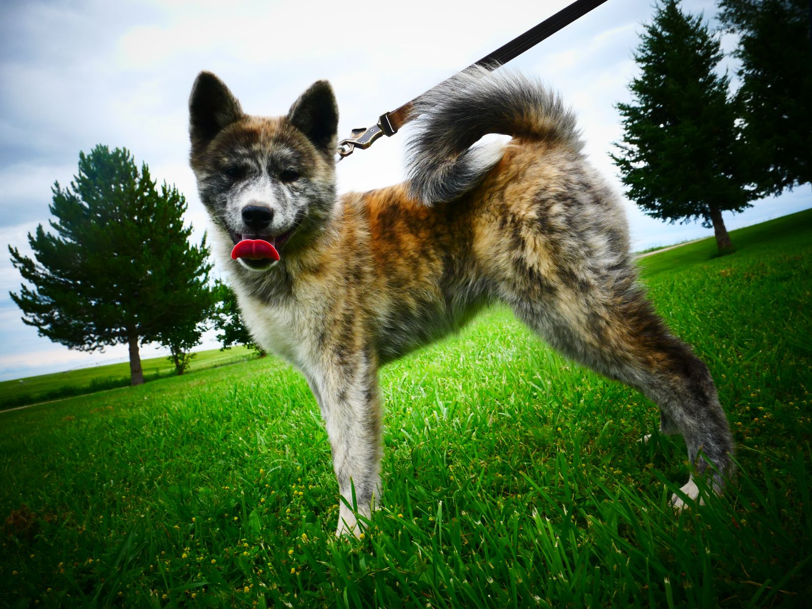 3 Female pure breed UKC REGISTERED Japanese akitas