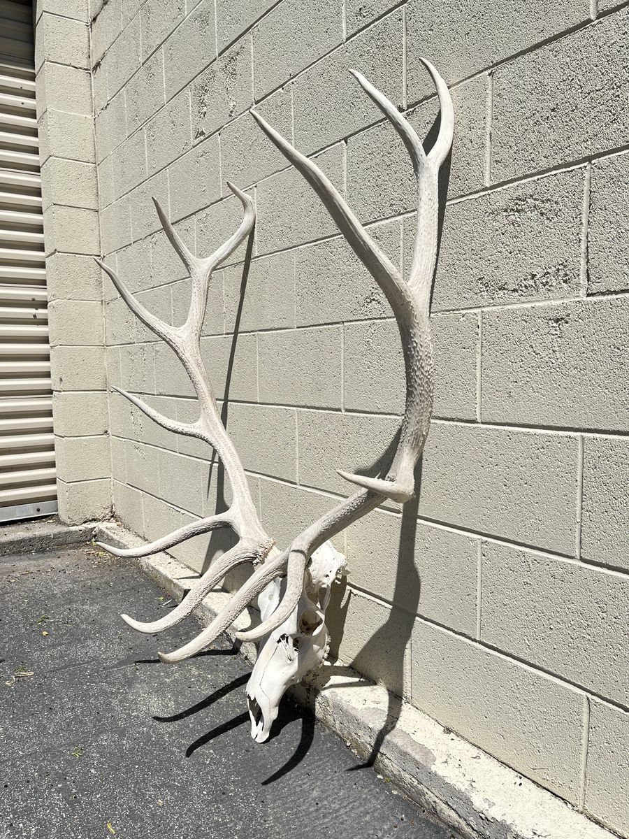 Elk skull