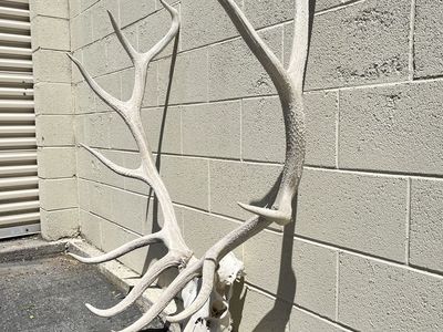 Elk skull