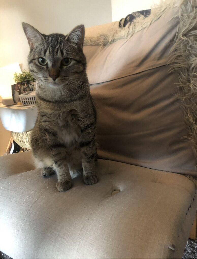 Oliver - Male Cat For Adopotion