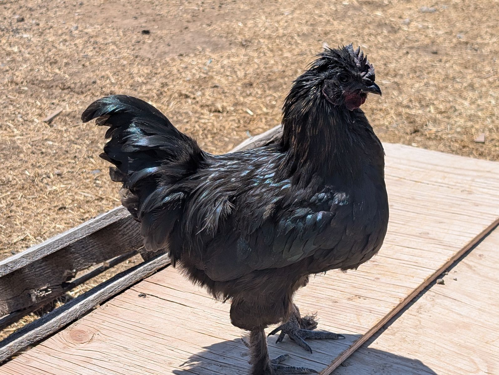 16 week old Sweet Silkie × Chocolate Orpington Rooster