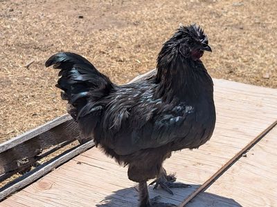 16 week old Sweet Silkie × Chocolate Orpington Rooster